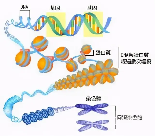 性别是何时形成的？精子和卵子结合的时候吗？专家：前六周无性别