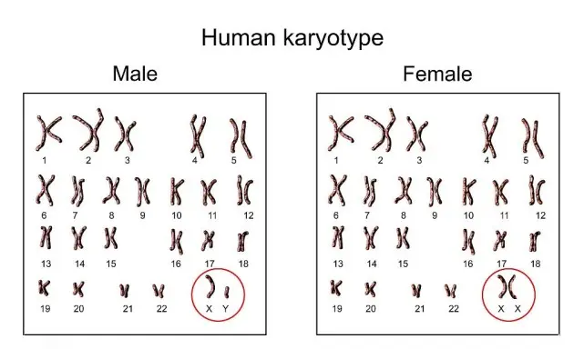 性别是何时形成的？精子和卵子结合的时候吗？专家：前六周无性别