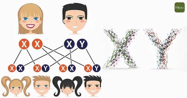 性别是何时形成的？精子和卵子结合的时候吗？专家：前六周无性别