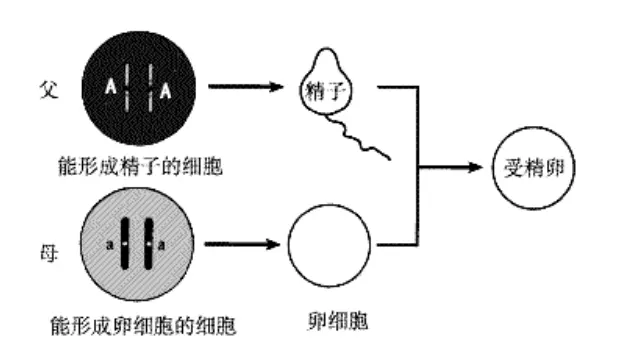 性别是何时形成的？精子和卵子结合的时候吗？专家：前六周无性别