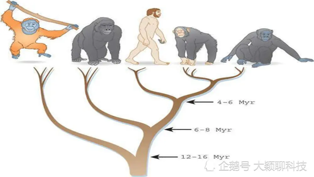 人类在600万年进化中，丢失了一对染色体，这是谁的“杰作”？