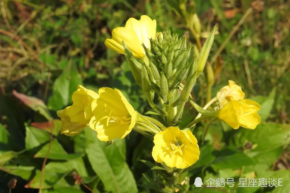 7月22日-24日星座运势：巨蟹注重言辞，天秤刮目相看，摩羯随机应变