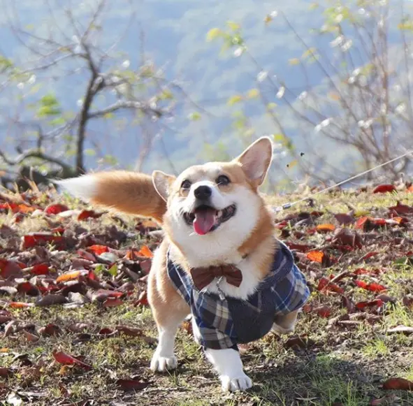 这只有大尾巴的柯基犬，表情搞怪，圈粉无数，红遍全网