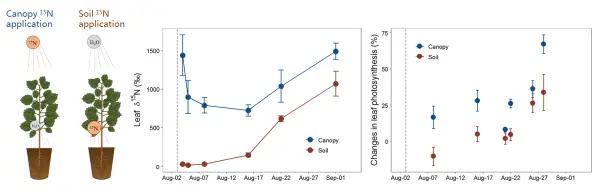 研究揭示植物叶片氮吸收对生态系统碳氮循环影响