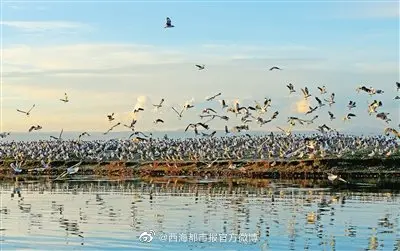 青海湖景区严禁游客进入核心区