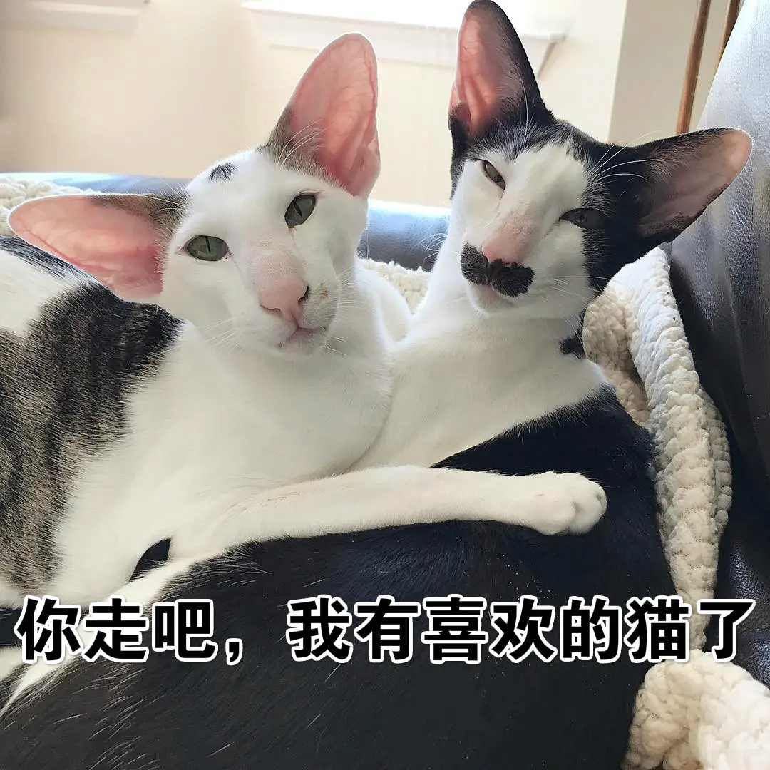 这只猫长得真像易烊千玺，哈哈哈哈哈哈