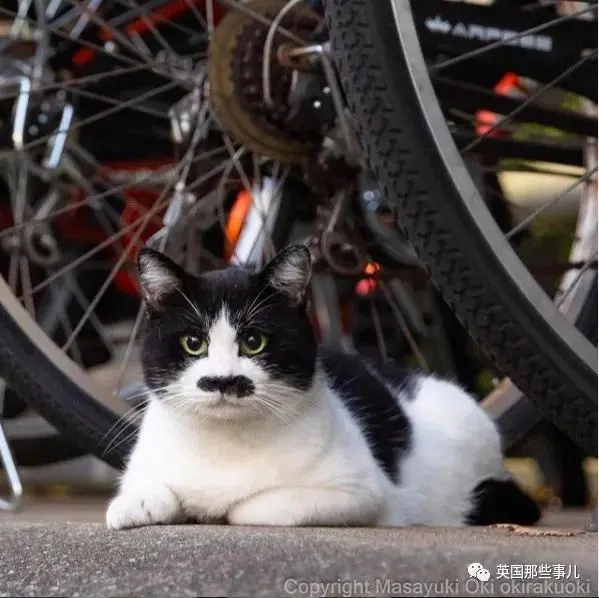 他记录下东京街头的流浪猫日常…当只咸鱼喵也太快乐了！