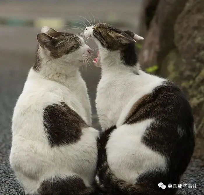 他记录下东京街头的流浪猫日常…当只咸鱼喵也太快乐了！