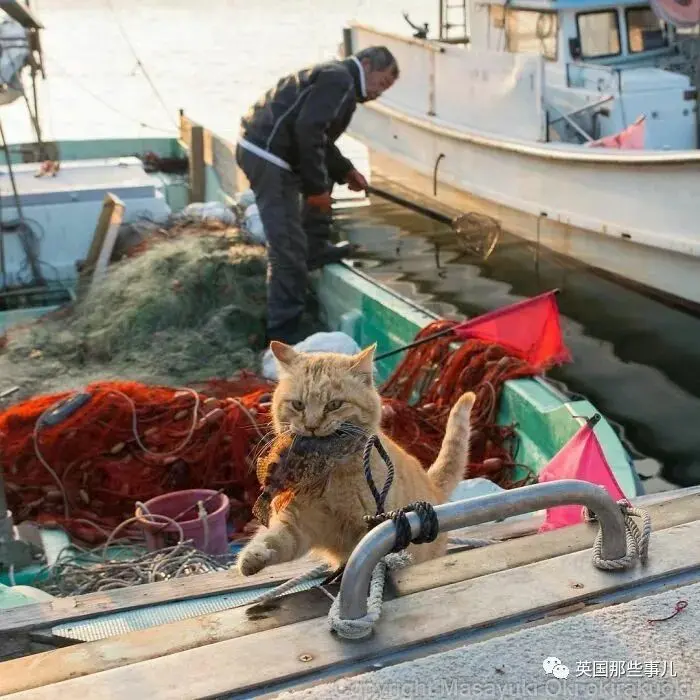 他记录下东京街头的流浪猫日常…当只咸鱼喵也太快乐了！