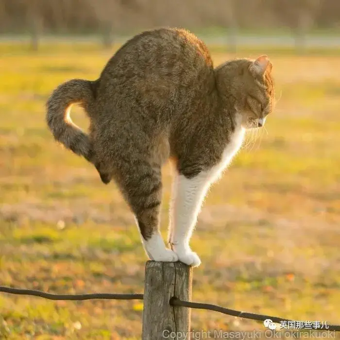 他记录下东京街头的流浪猫日常…当只咸鱼喵也太快乐了！