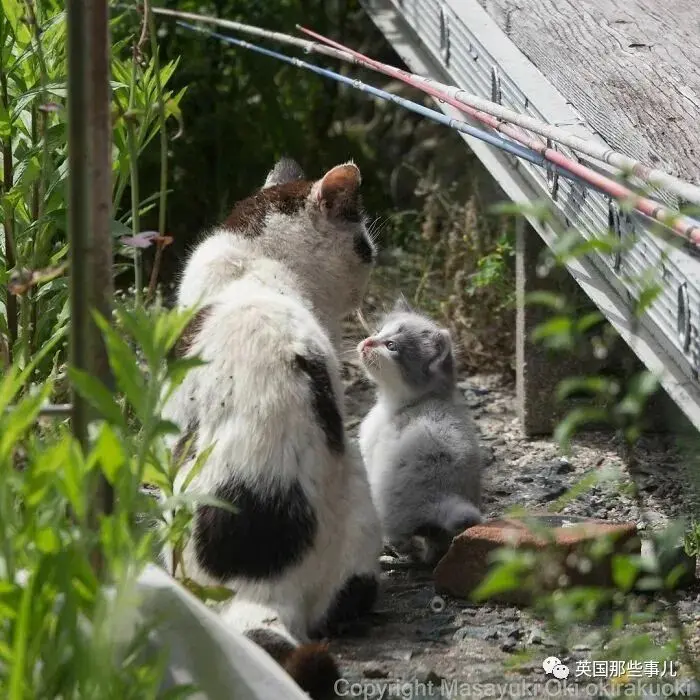 他记录下东京街头的流浪猫日常…当只咸鱼喵也太快乐了！