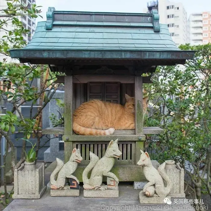 他记录下东京街头的流浪猫日常…当只咸鱼喵也太快乐了！