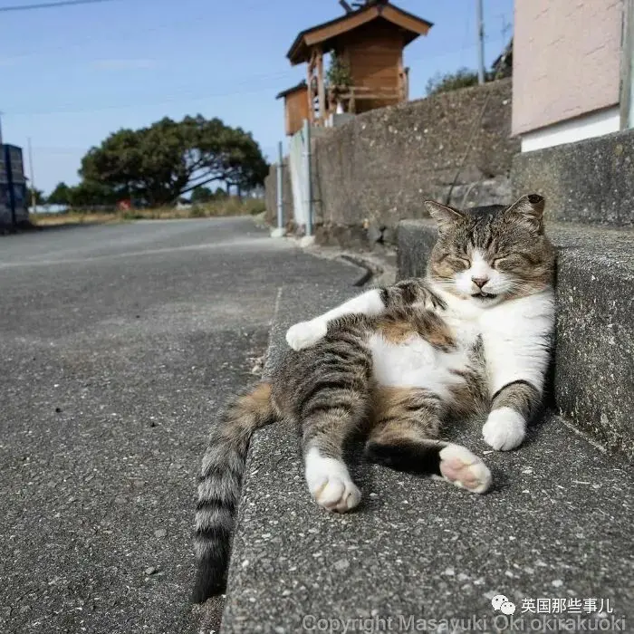 他记录下东京街头的流浪猫日常…当只咸鱼喵也太快乐了！