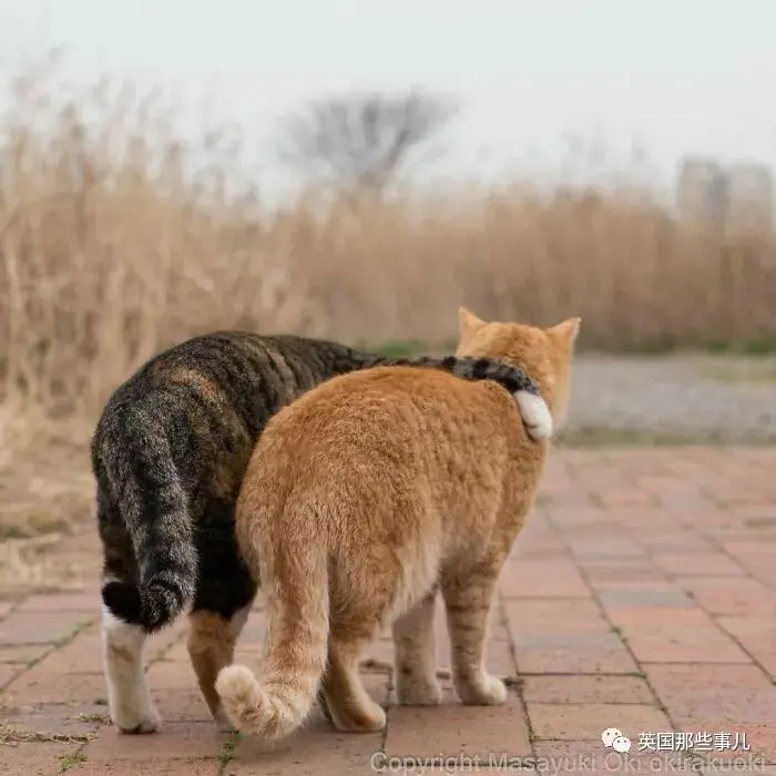 他记录下东京街头的流浪猫日常…当只咸鱼喵也太快乐了！