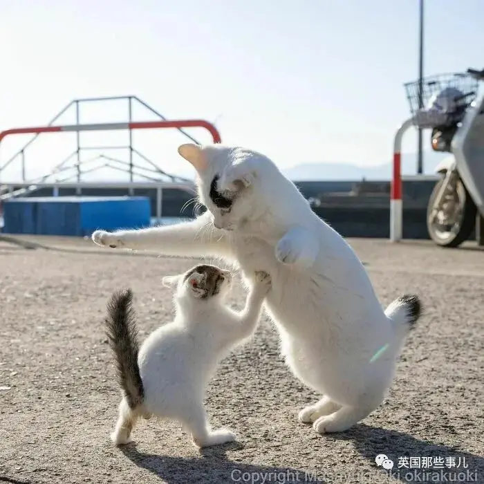 他记录下东京街头的流浪猫日常…当只咸鱼喵也太快乐了！