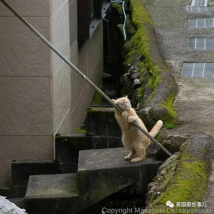 他记录下东京街头的流浪猫日常…当只咸鱼喵也太快乐了！