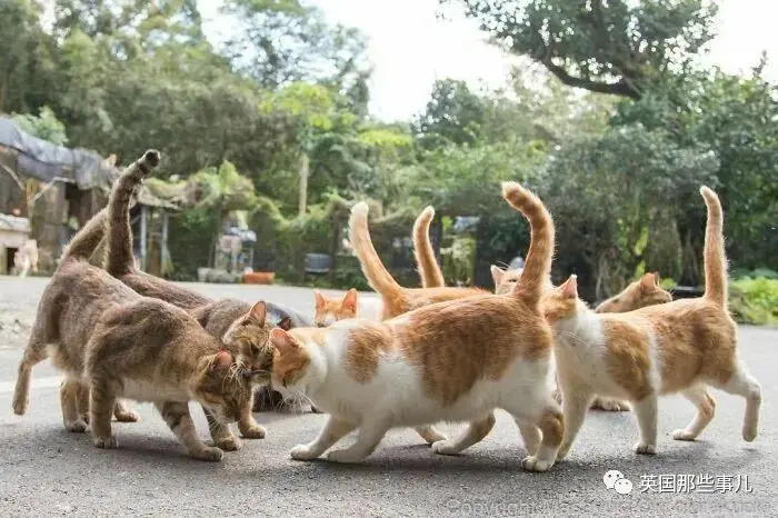 他记录下东京街头的流浪猫日常…当只咸鱼喵也太快乐了！