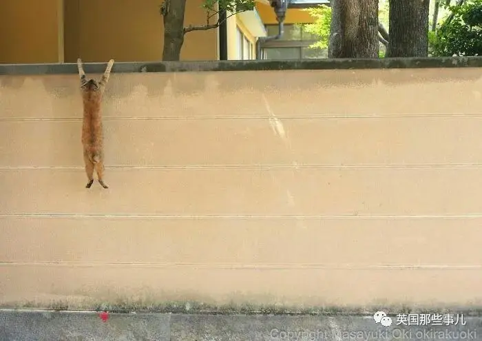 他记录下东京街头的流浪猫日常…当只咸鱼喵也太快乐了！