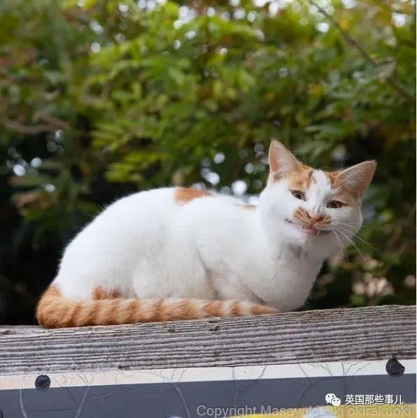 他记录下东京街头的流浪猫日常…当只咸鱼喵也太快乐了！