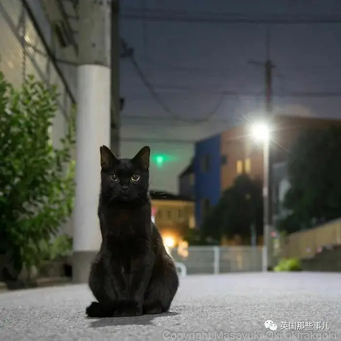 他记录下东京街头的流浪猫日常…当只咸鱼喵也太快乐了！