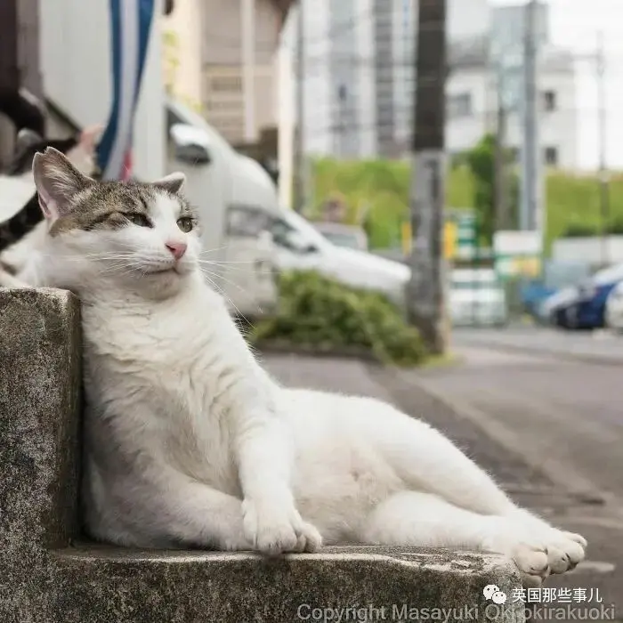 他记录下东京街头的流浪猫日常…当只咸鱼喵也太快乐了！