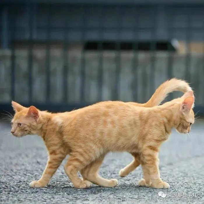 他记录下东京街头的流浪猫日常…当只咸鱼喵也太快乐了！