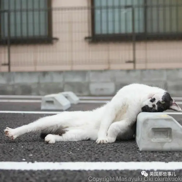 他记录下东京街头的流浪猫日常…当只咸鱼喵也太快乐了！