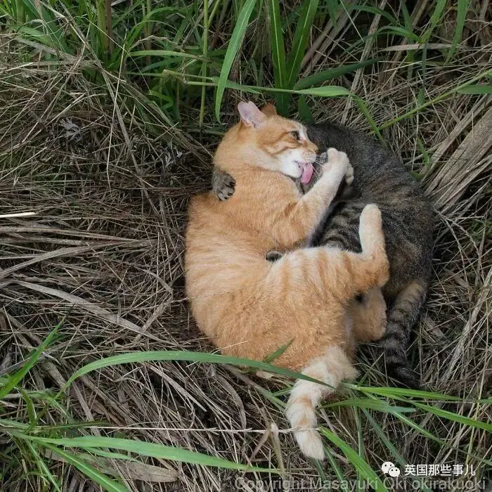 他记录下东京街头的流浪猫日常…当只咸鱼喵也太快乐了！