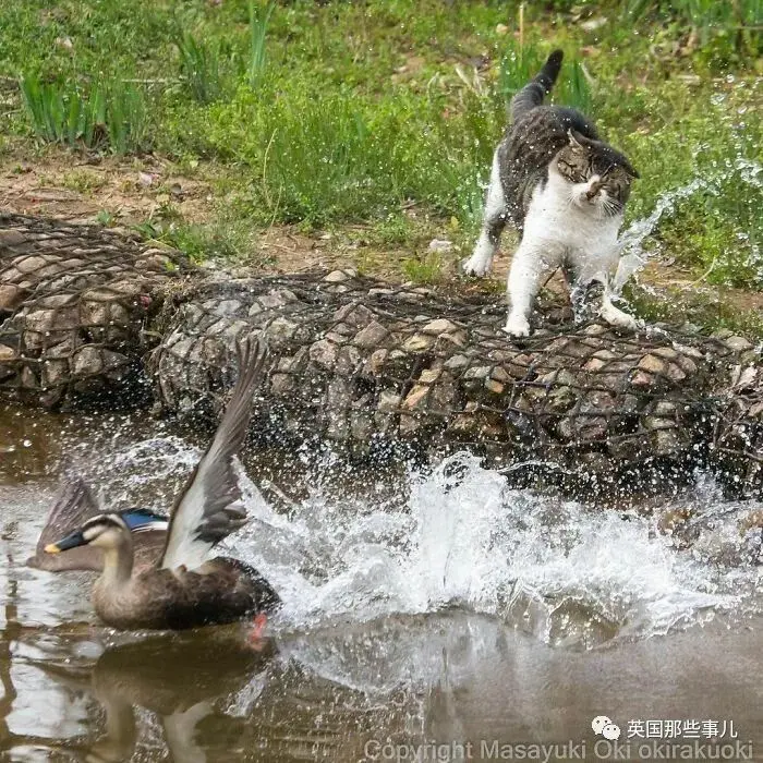 他记录下东京街头的流浪猫日常…当只咸鱼喵也太快乐了！