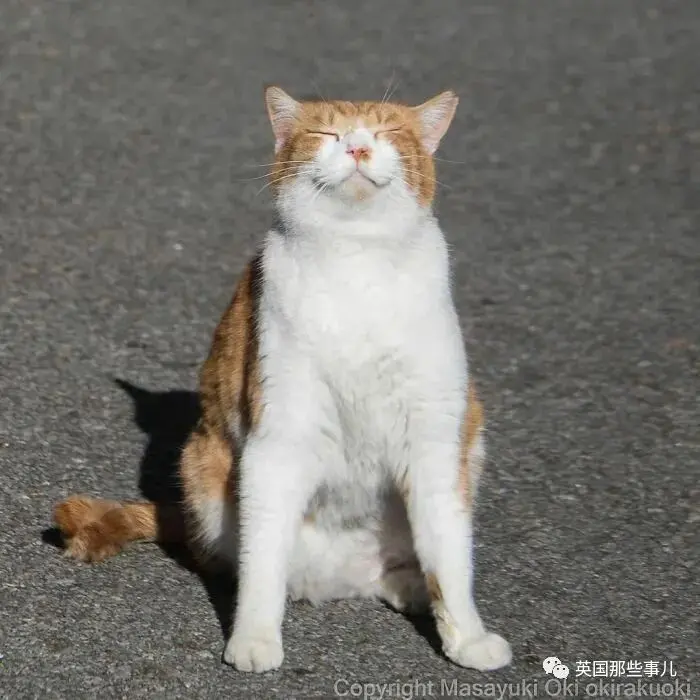 他记录下东京街头的流浪猫日常…当只咸鱼喵也太快乐了！