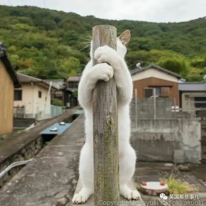 他记录下东京街头的流浪猫日常…当只咸鱼喵也太快乐了！