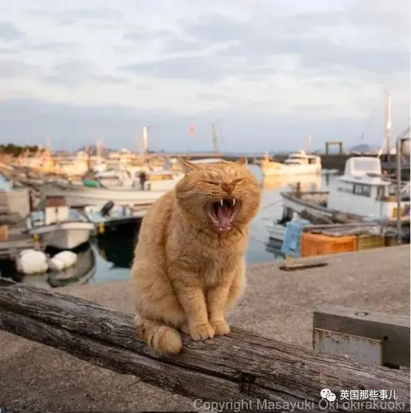 他记录下东京街头的流浪猫日常…当只咸鱼喵也太快乐了！