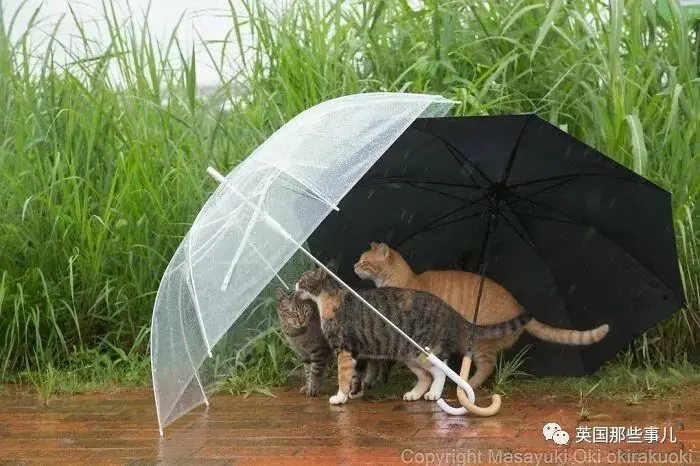 他记录下东京街头的流浪猫日常…当只咸鱼喵也太快乐了！