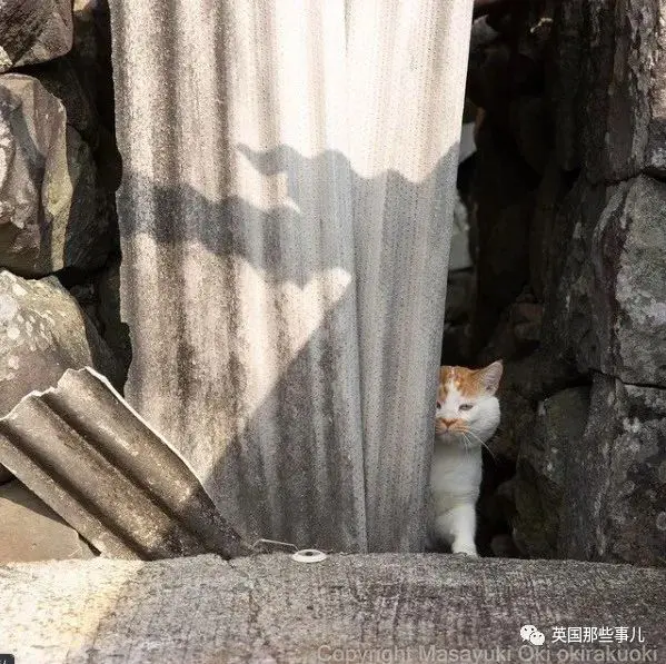 他记录下东京街头的流浪猫日常…当只咸鱼喵也太快乐了！