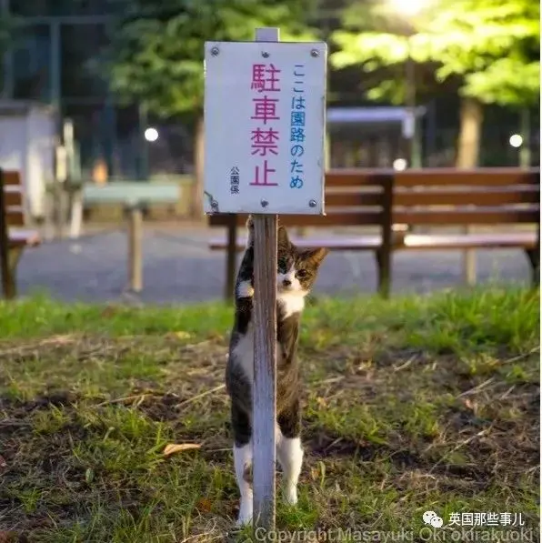 他记录下东京街头的流浪猫日常…当只咸鱼喵也太快乐了！