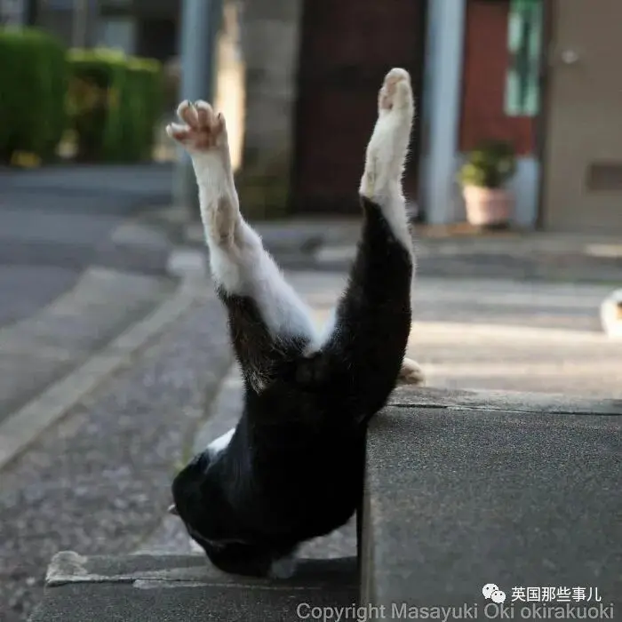 他记录下东京街头的流浪猫日常…当只咸鱼喵也太快乐了！