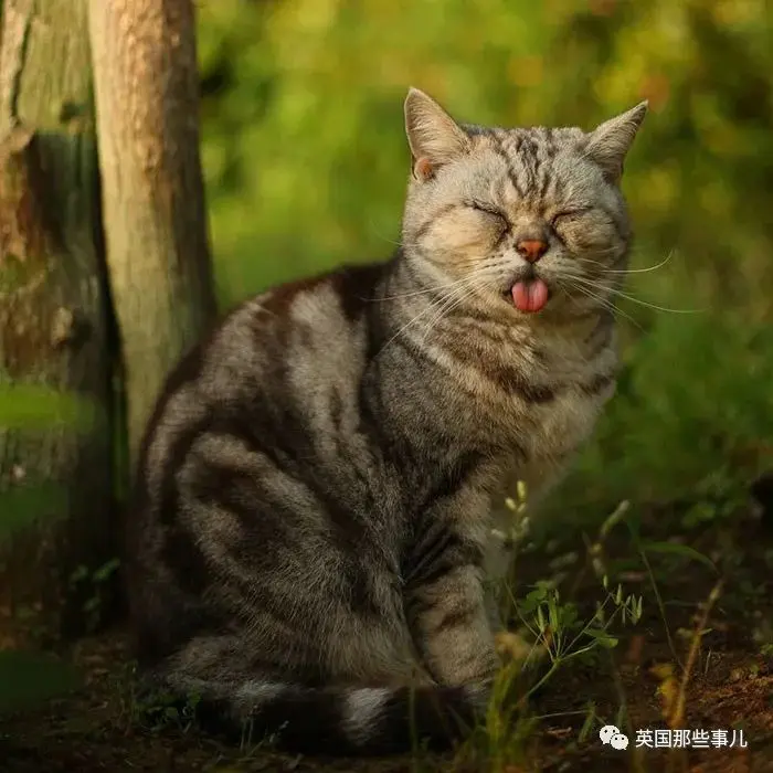 他记录下东京街头的流浪猫日常…当只咸鱼喵也太快乐了！