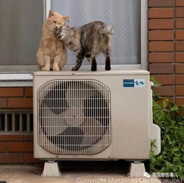 他记录下东京街头的流浪猫日常…当只咸鱼喵也太快乐了！