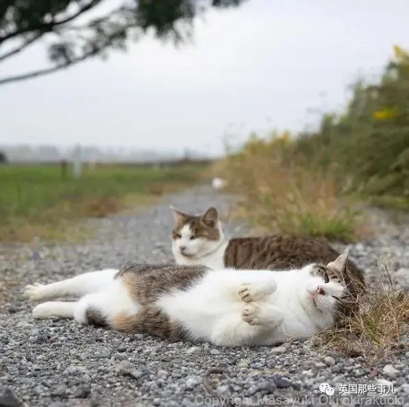 他记录下东京街头的流浪猫日常…当只咸鱼喵也太快乐了！