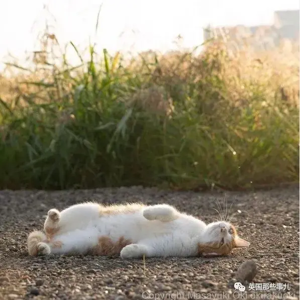 他记录下东京街头的流浪猫日常…当只咸鱼喵也太快乐了！