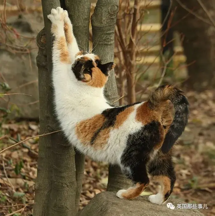 他记录下东京街头的流浪猫日常…当只咸鱼喵也太快乐了！