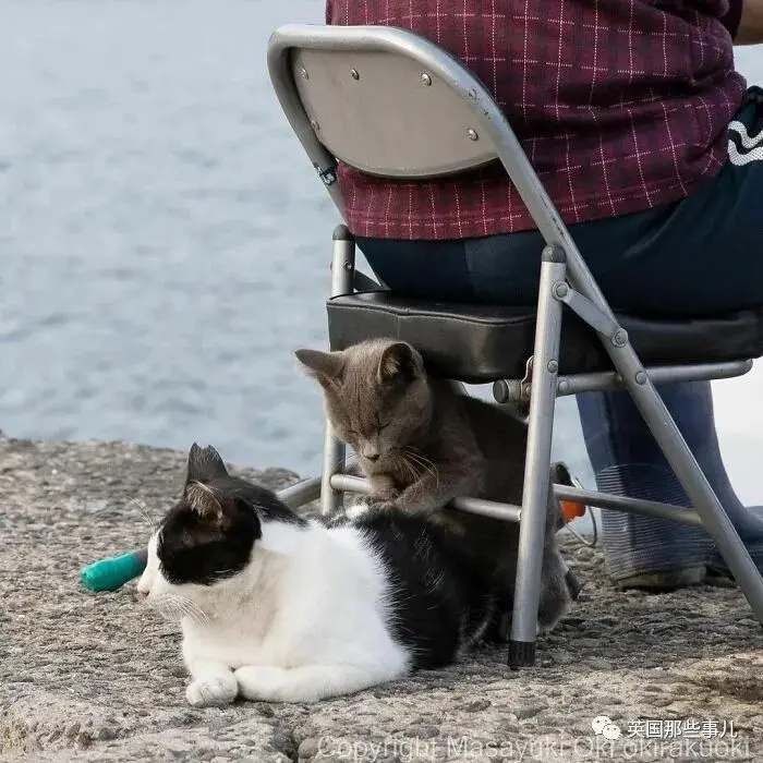 他记录下东京街头的流浪猫日常…当只咸鱼喵也太快乐了！