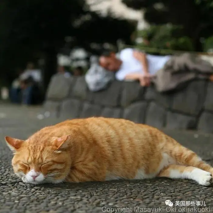 他记录下东京街头的流浪猫日常…当只咸鱼喵也太快乐了！