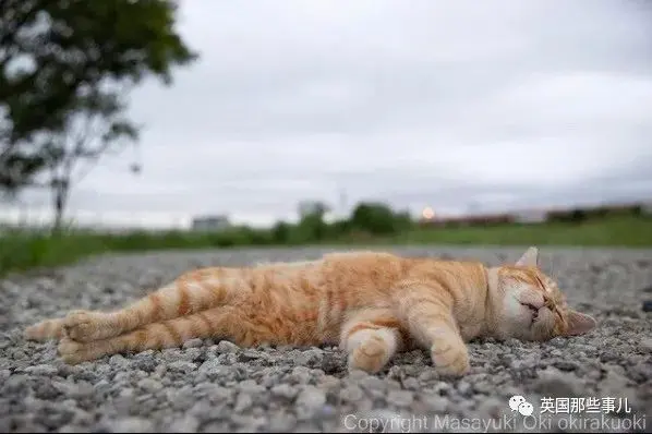 他记录下东京街头的流浪猫日常…当只咸鱼喵也太快乐了！