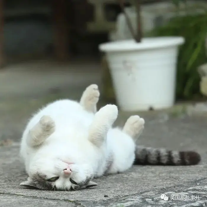 他记录下东京街头的流浪猫日常…当只咸鱼喵也太快乐了！