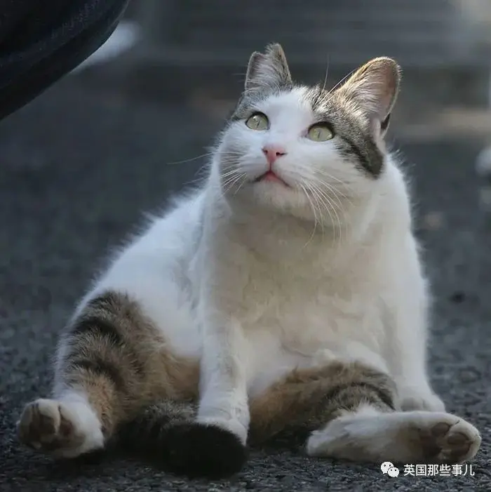 他记录下东京街头的流浪猫日常…当只咸鱼喵也太快乐了！