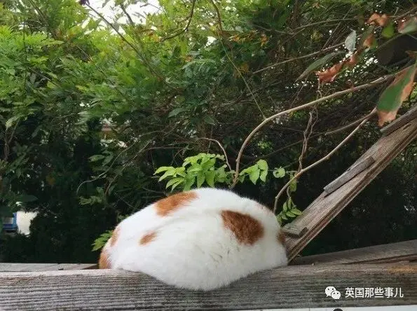 他记录下东京街头的流浪猫日常…当只咸鱼喵也太快乐了！