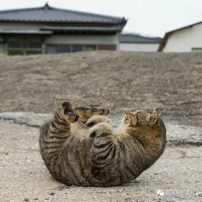 他记录下东京街头的流浪猫日常…当只咸鱼喵也太快乐了！