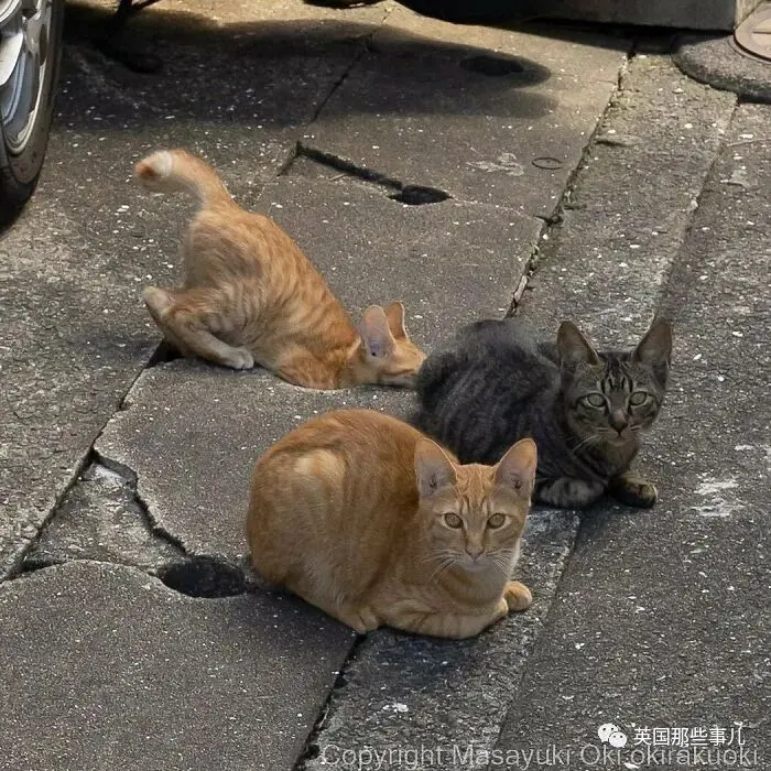 他记录下东京街头的流浪猫日常…当只咸鱼喵也太快乐了！