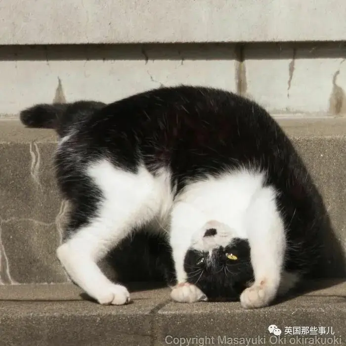 他记录下东京街头的流浪猫日常…当只咸鱼喵也太快乐了！